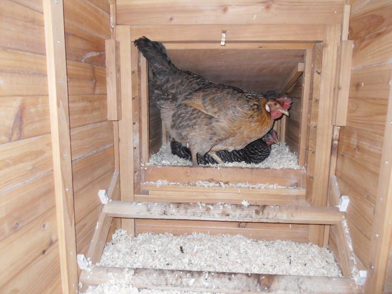 Bluebell joins Pepper in the nest box