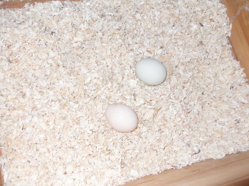 Pepper's and Bluebell's eggs together in the nest box