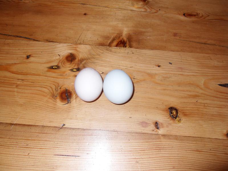 Pepper's egg is on the left and Bluebell's on the right