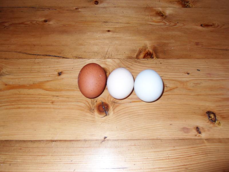Treacle's egg is on the left, Pepper's in the middle and Bluebell's on the right