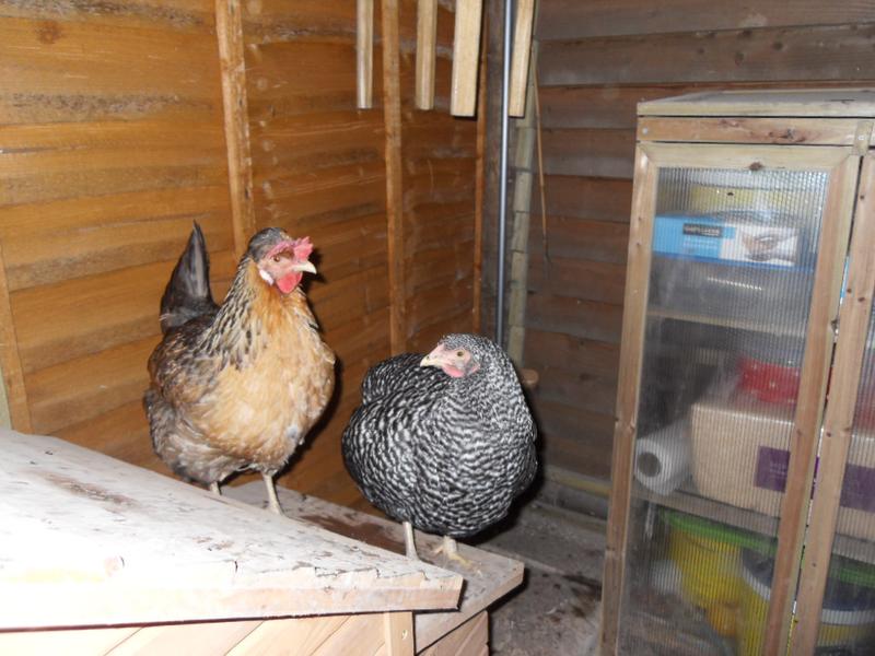 Bluebell and Dotty on the nest box of the coop