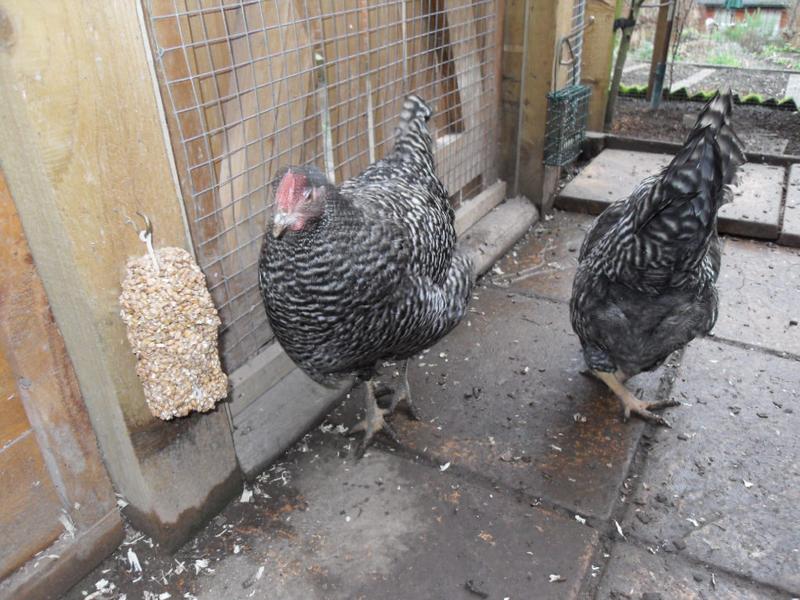 Pepper's pea comb and spike