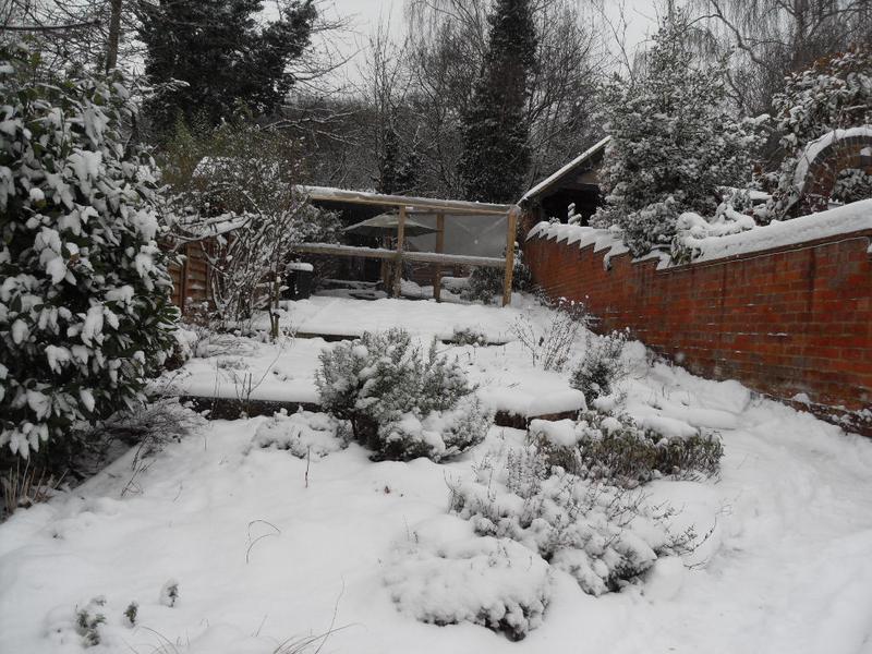 The snow covered garden with the chicken run at the top