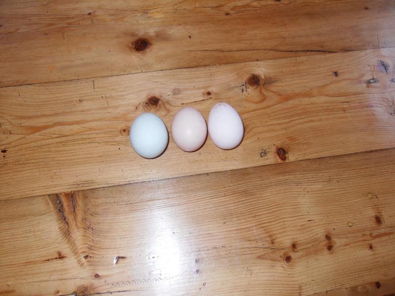 Dotty's egg is on the right, Pepper's is in the middle and Bluebell's on the left