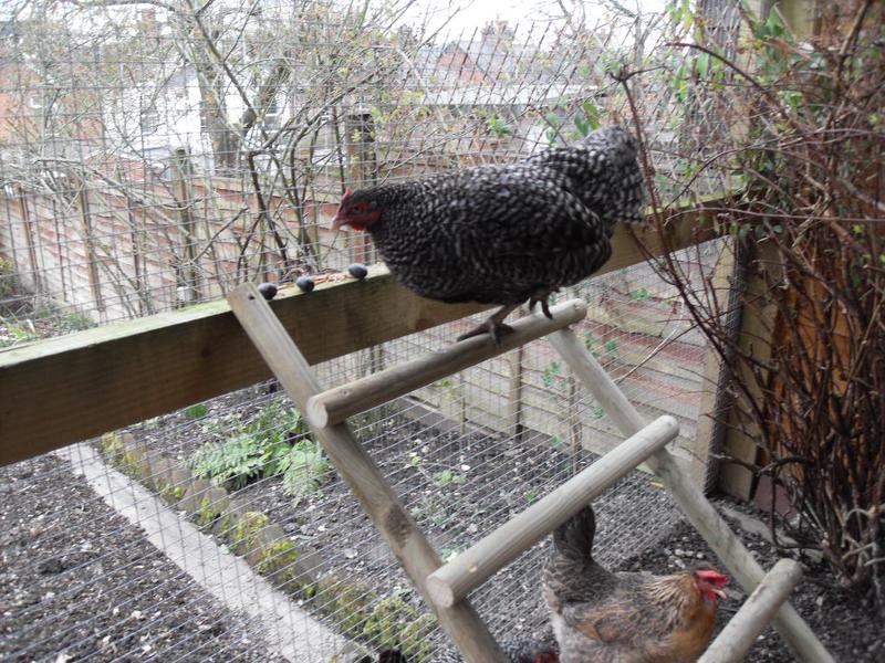 Pepper didn't waste any time going straight to the top of the ladder
