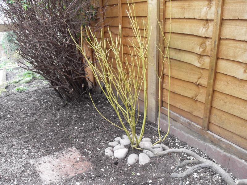 The new shrub now has a ring of stones around it