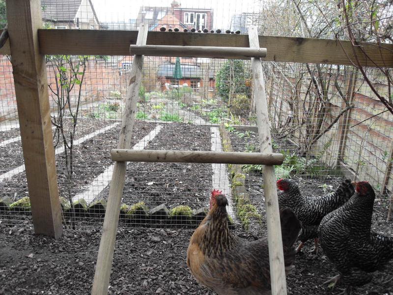 The girls can see the grapes at the top of the ladder