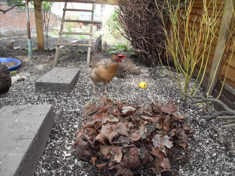 As usual Bluebell is the first to check it out