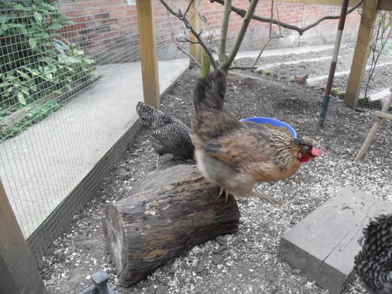 Bluebell jumps from the log to the block of wood