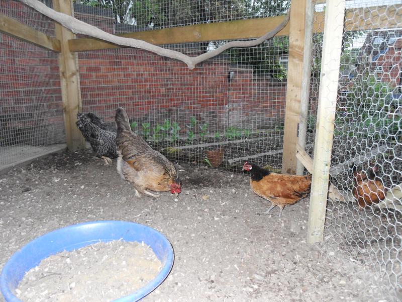 A little corn to entice the bantys out