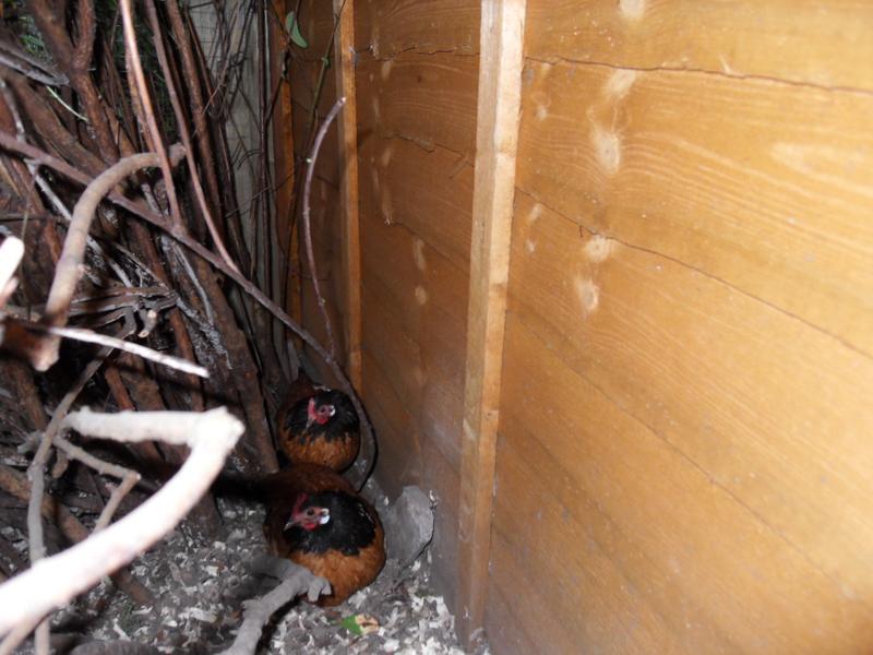 The new girls find a safe place to hide.