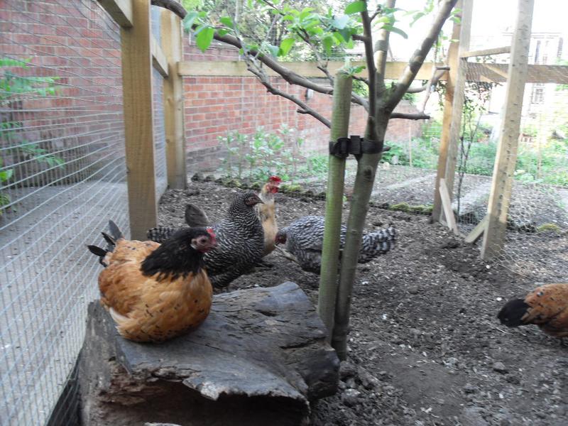 Amber is comfortable enough to sit down on the log