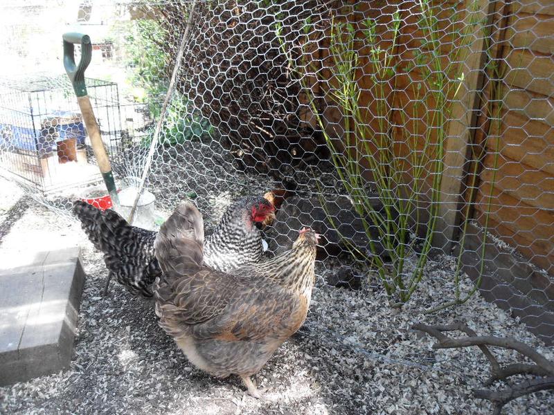 Bluebell and Dotty are keeping an eye on the new girls