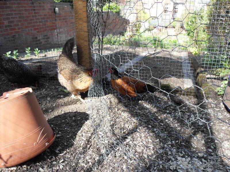 Bluebell and the new girl take a good look at each other