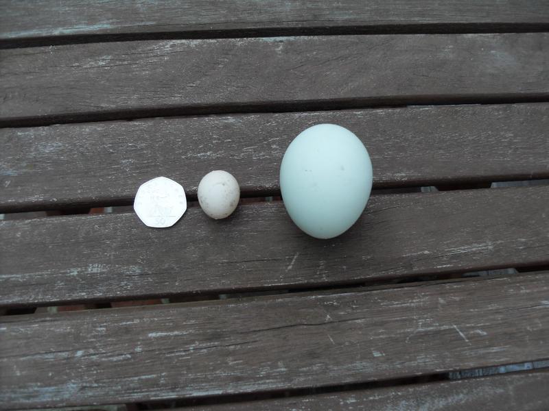 Bluebells egg on the right and the tiny egg on the left