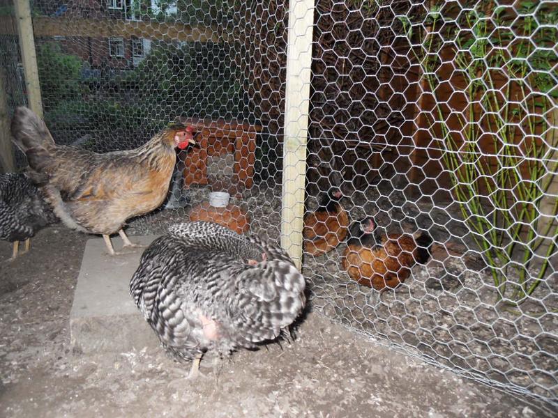 Pepper preens while Bluebell keeps a close eye on the bantys