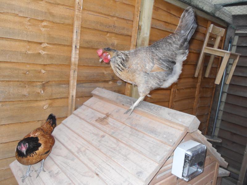 Safety on the coop roof but not for long