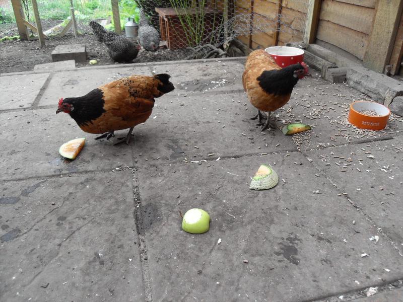 The bantys get the patio area and the fruit to themselves