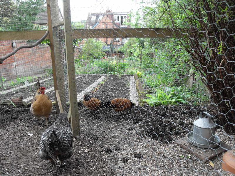 The bantys scratch in the corner that i have dug for them while Bluebell and Pepper patrol the border