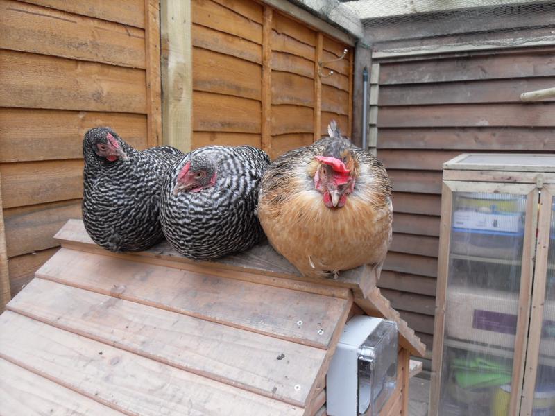 The big girls take a rest on the coop roof