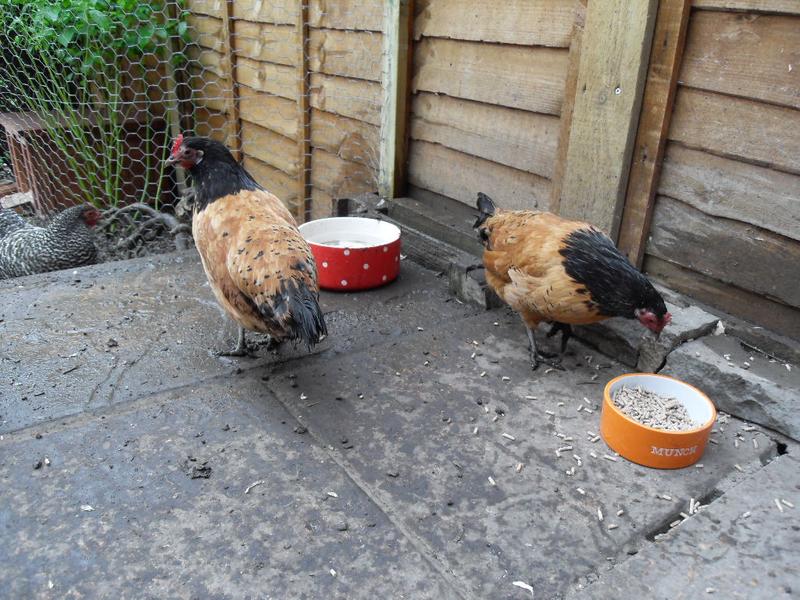 The little girls discover the extra food dish