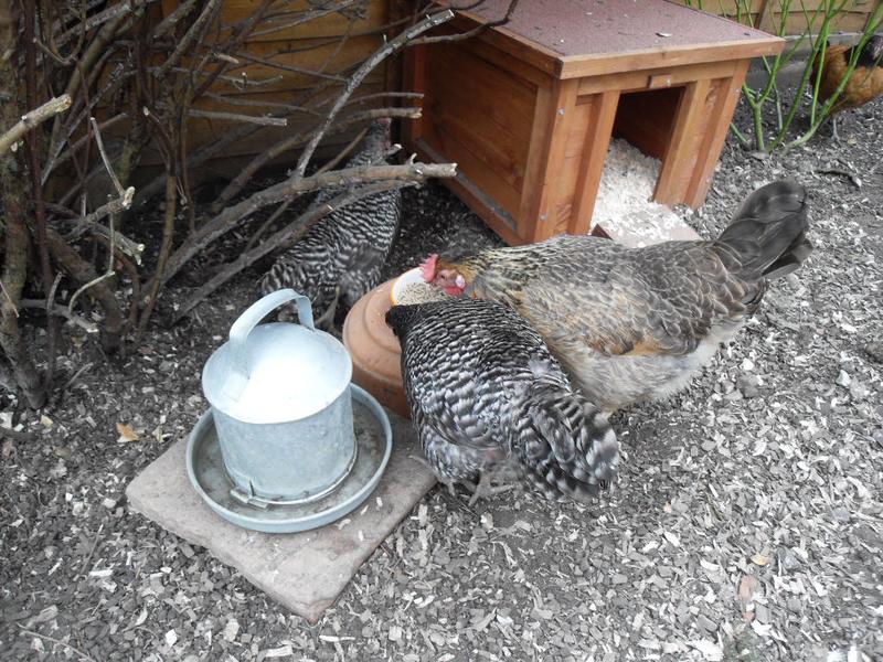 The pellets in the bantys dish taste much nicer!