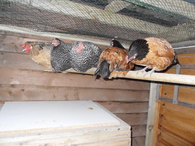 All five girls on the high perch