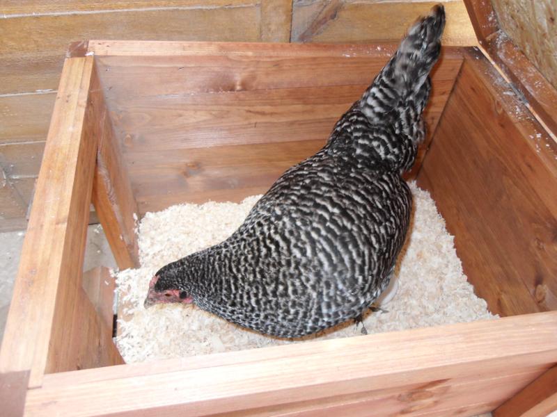 Pepper in the little coop