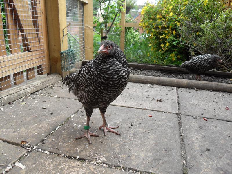 Poppy has long legs and the upright stance of a roo