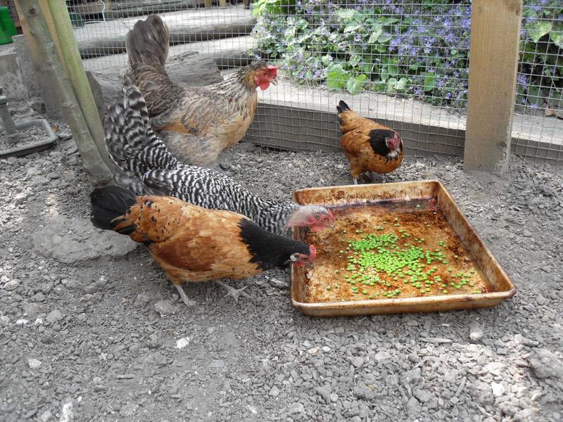 Bluebell, Dotty and Honey came over to take a look