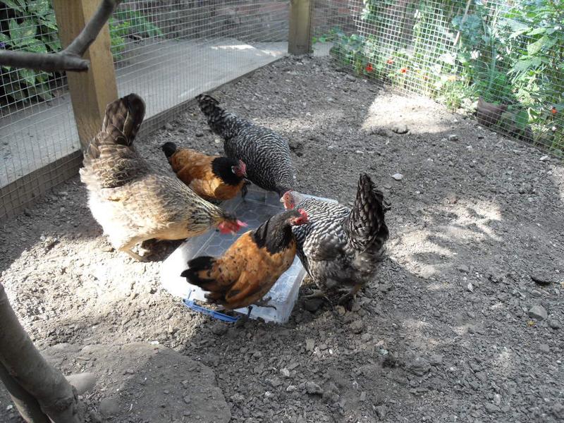 The big girls just reach for the sweetcorn