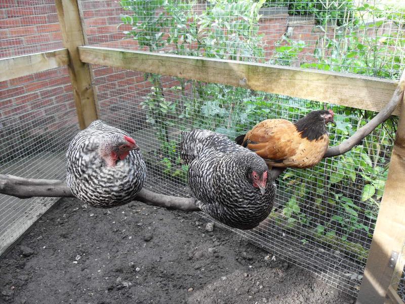 Dotty, Pepper and Amber
