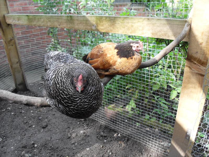 Pepper and Amber