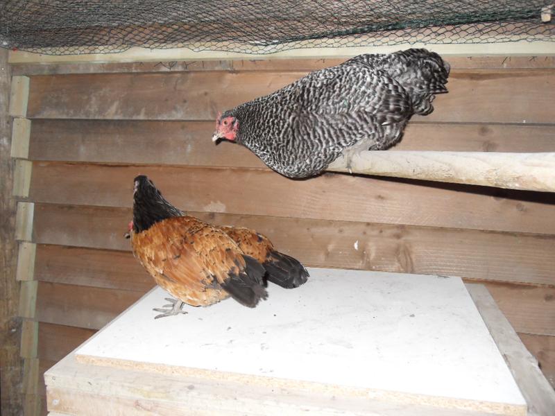 Pepper leans out to Honey to show her she can't join her on the perch