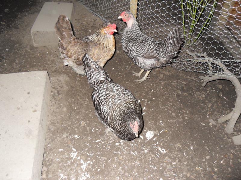 The big girls return to the garden area for a last scratch around