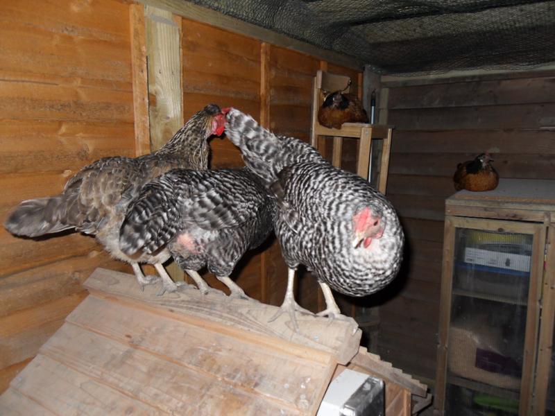 They return to the coop roof ready to launch themselves into their bedtime positions