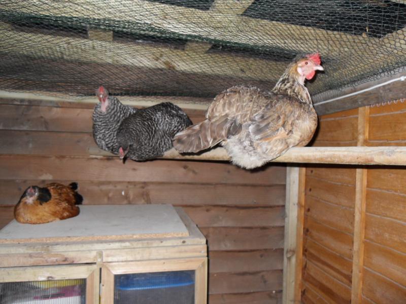 Bluebell moves Honey from the high perch and has to remain facing the other way to Pepper and Dotty