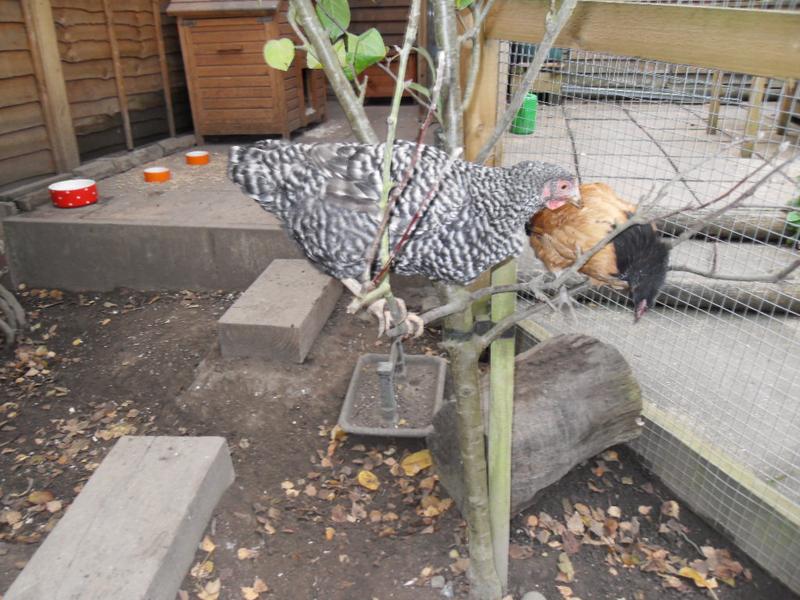 Dotty decides she must join Amber in the tree causing Amber to jump down