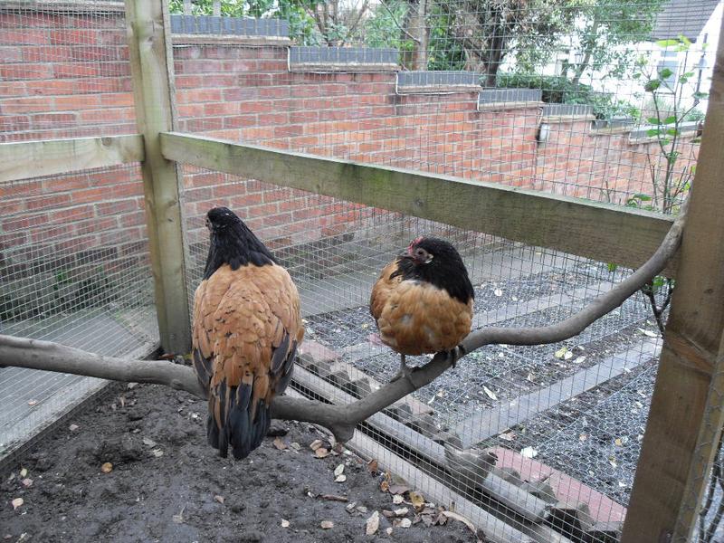 Now it's the little girls turn on the big perch