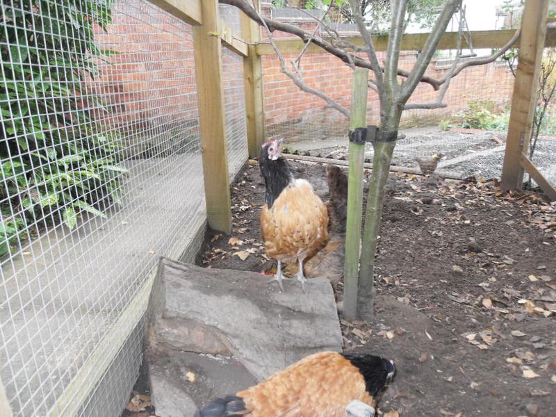 This is the look that says that Amber is about to jump into the apple tree
