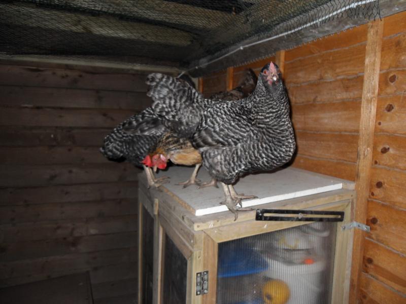 Three girls on the storage cabinet