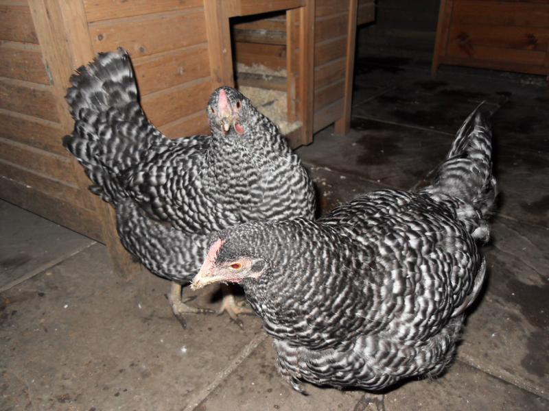 Dotty and Pepper