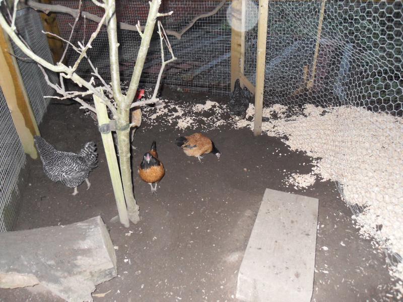 The girls haven't yet plucked up the courage to step into the wood chip