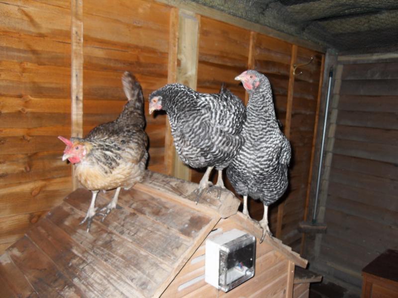 The big girls on the coop roof