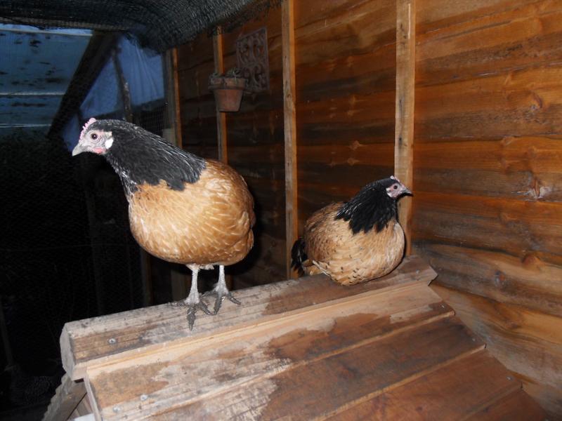 Two little girls on the coop roof
