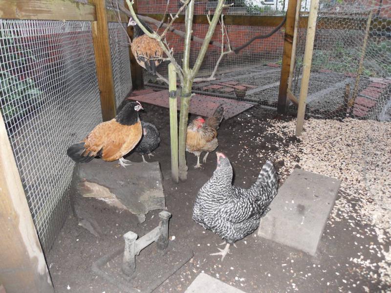 Amber is in the apple tree and Honey and Dotty really want to join her