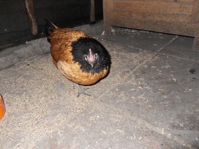 Amber's feathers have returned to normal