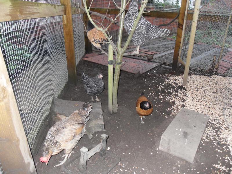Dotty has made it into the apple tree even she is too big for such a small tree
