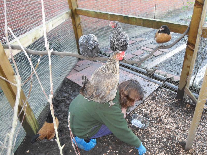 Pepper jumps to the perch but Bluebell is determined to stay put