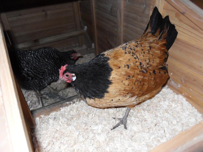 Amber in the nest box while Pepper checks her out
